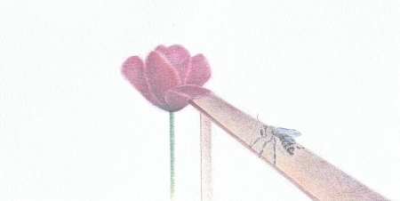 Tulip and Bee