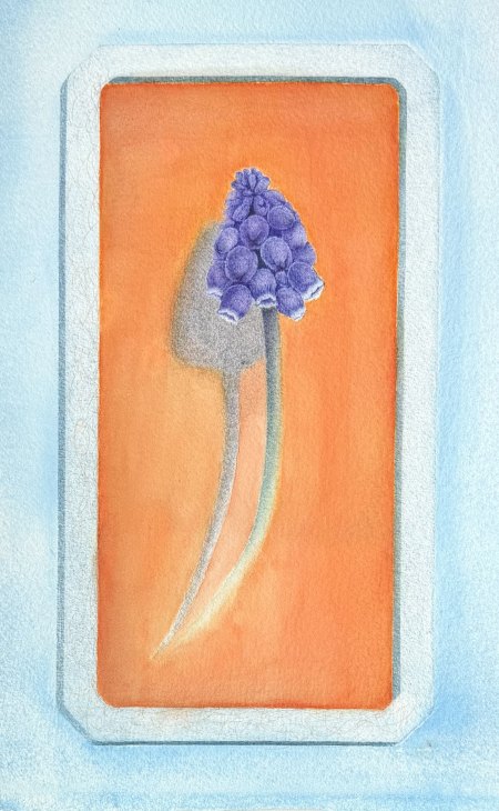 Grape Hyacinth Flower