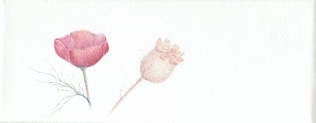 Poppy Flower and Poppy Head